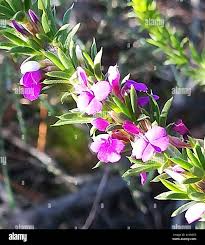 Image result for Heisteria