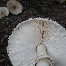 Image result for Macrotyloma stenophyllum