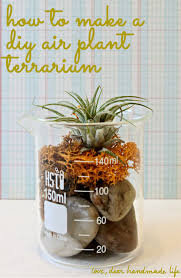 The plant nursery i visited had hanging glass vases, like the ones below, which are totally cute and simple. How To Make A Diy Air Plant Terrarium Dear Handmade Life