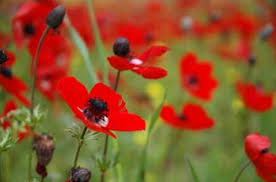 N 28 if god so clothes the grass in the field that grows today and is thrown into the oven tomorrow, will he not much more provide for you, o you of little faith? Plants Of The Garden The Bible Garden