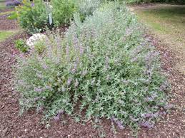 Image result for Salvia stenophylla