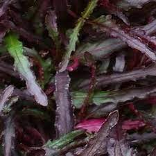 Hemigraphis Repanda Dragon S Tongue Gardentags Plant Encyclopedia Plants Green Thumb Garden