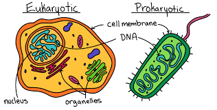 We did not find results for: Cells Definition Overview Expii
