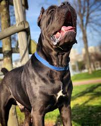 Cane Corso Italiano Cane Corso Pitbull Gize