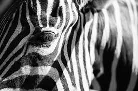 Large Black And White Animal Prints Fascinating Stripes Zebra Abstract Black White Animal Photography Monochrome Phot Monochrome Photography Large Poster Prints