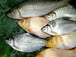 Ikan mas atau ikan karper adalah ikan air tawar yang memiliki nilai ekonomis sehingga sering dibudidayakan. 17 Jenis Ikan Air Tawar Dan Gambarnya No 1 Jenis Ikan Purba