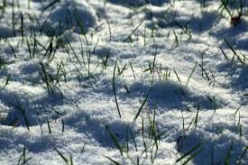 A plant needs photosynthesis to grow.and to do the photosynthesis process it needs sunlight and in winter there is not much sunlight.this is how plants get food.i think that's the reason.hope. How To Repair Your Lawn From Winter Damage Lawnstarter
