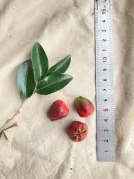 Image result for Pavetta gerstneri