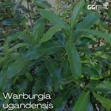 Image result for Warburgia ugandensis