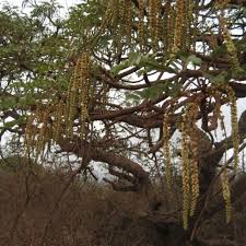 Image result for Burkea africana