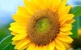 Telusuri galeri 15.289 gambar bunga matahari untuk desainmu. Free Sunflower Wallpaper Bunga Matahari Full Hd 1920x1200 Wallpaper Teahub Io