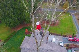With over 20 years of experience, we will provide a clear plan for a safe removal with zero to low impact on your property. Tree Service Lake Stevens Cutting Removal Services Near You In Wa