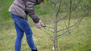 If you can, take them from two different cultivars. Woman Pruning Young Fruit Trees Stock Footage Video 100 Royalty Free 10279649 Shutterstock
