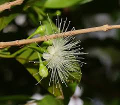 Image result for Syzygium komatiense