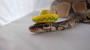 A Smashing Sombrero Snakes With Hats Cute Reptiles Pet Snake