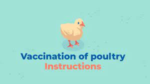 76 459 просмотров 76 тыс. Boehringer Ingelheim Tutorial For Vaccination Of Poultry With Drinking Water Youtube