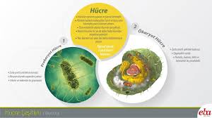 Infografikindir Com Nbspthis Website Is For Sale Nbspinfografikindir Resources And Information Infografik Biyoloji Edebiyat