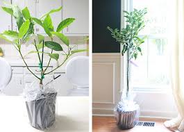 Have 5 other different trees in the yard not big enough for fruit, next year. Fool Proof Ways To Grow An Avocado Plant From Seed Home Made By Carmona