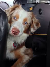 Australian Shepherd Red Merle Oh My Goodness Evan Wants A Lab Because They Are Sh Australian Shepherd Australian Shepherd Dogs Australian Shepherd Puppies