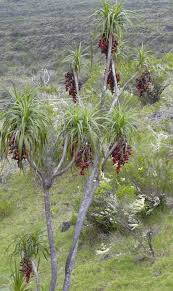 Hawaiian plants are some of the most beautiful and unusual in the world. Hale Pepe A Rare And Delightful Native Hawaiian Plant West Hawaii Today