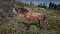The tiger striped bay mustang can be purchased in red dead online at any of the stables or from the handheld catalogue, for a price of $350.00 or 14 gold bars. Mustang Red Dead Redemption Wiki Fandom