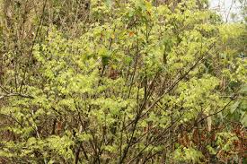 Image result for Clausena anisata