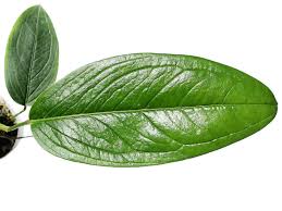 Image result for Elaphoglossum spathulatum