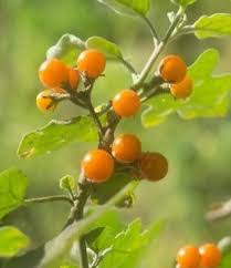 Image result for Solanum villosum