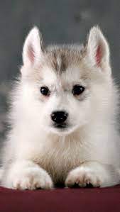 dog wallpapers are added beautiful and cute dogs for your mobile phone follow us on facebook for more beautiful wal dog obsessed puppies and kitties puppies
