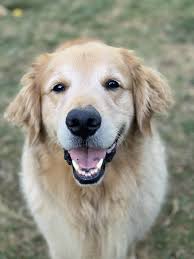 Companion golden retriever rescue is located in west jordan, utah. 10 Golden Retriever Rescues Looking For Fosters And Adopters The Animal Rescue Site News