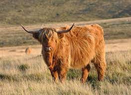 Miniature highland cattle miniature cows scottish highland cow mini highland cow highland calf zoo animals cute baby animals animals little scottish highland cattle calf. Highland Cattle Wikipedia