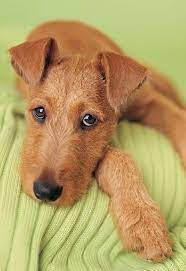 Pin By Jacqueline Underwood On Emotions With 4 Legs Emocoes Com 4 Patas Pets Irish Terrier Cute Dogs