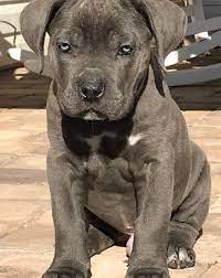 Use the search tool below and browse there are animal shelters and rescues that focus specifically on finding great homes for cane corso puppies. 77 Corso Puppy For Sale L2sanpiero