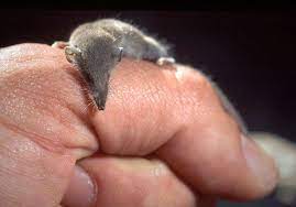 L'une des plus connues, « le vilain petit canard », fait référence au plumage. Quel Est Le Plus Petit Mammifere Du Monde