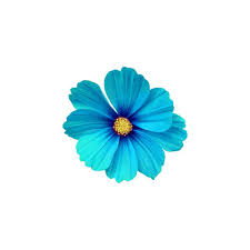 Kosmetika Tiande Na Yandeks Fotkah Flower Wallpaper Flower Art Art