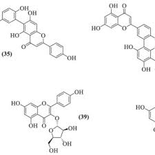 Image result for Ozoroa longipes