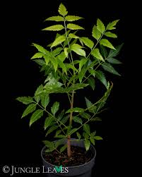 Image result for Azadirachta indica