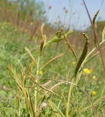 Image result for Streptocarpus hirticapsa