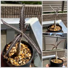 Image result for Gleichenia elongata