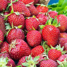 Honeoye Junebearing Strawberries Gurney S Seed Nursery Strawberry Plants Fruit Plants Edible Garden