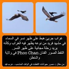 غراب جريئ هبط على ظهر نسر في السماء في مشهد فريد من نوعه يظهر فيه الغراب وكأنه يريد رحلة مجانية على ظهر النسر التقط الصور الفنان phoo art movie posters poster