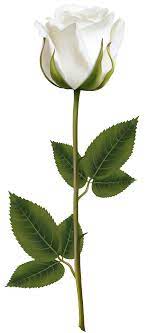 We did not find results for: White Rose With Stem Png Transparent Clip Art Image Gallery Yopriceville High Quality Images And T Rose With Stem White Roses Beautiful Flowers Wallpapers