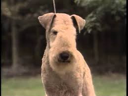 Image result for lakeland teriér