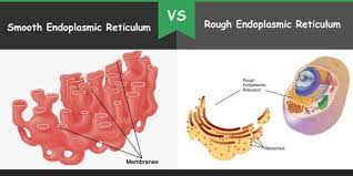 The rough endoplasmic reticulum is also a tubular structure but less tubular than smooth endoplasmic reticulum. Difference Between Smooth And Rough Endoplasmic Reticulum Bio Differences