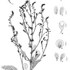 Image result for Desmodium distortum