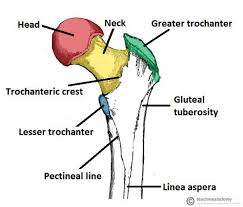 Your leg bones are very large and strong to help support the weight of your body. Bones Of The Lower Limb Teachmeanatomy