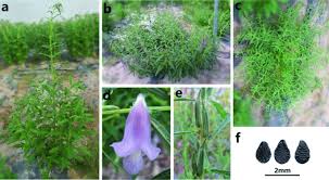 Image result for Sesamum calycinum