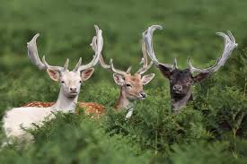 What vegetables will deer not eat? What Do Deer Eat And More Deer Facts Woodland Trust