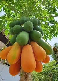 Papaya, also known as papaw or pawpaw, is a delicious tropical fruit. How Much Fruit Can You Get From A Papaya Tree Quora