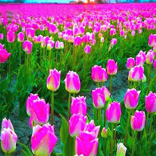 Maybe you would like to learn more about one of these? Qoo10 100pcs Tulip Seeds Tulip Flower Seeds Perennial Potted Plants Tulip Fl Jewelry